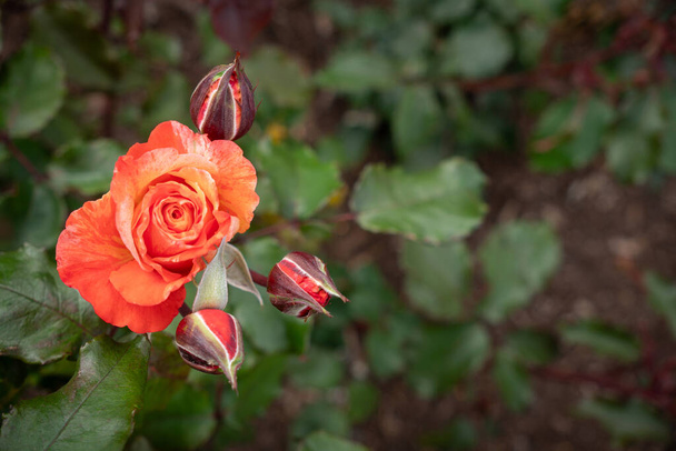 Закрыть бутон розы Эланжело пространством для копирования - Фото, изображение