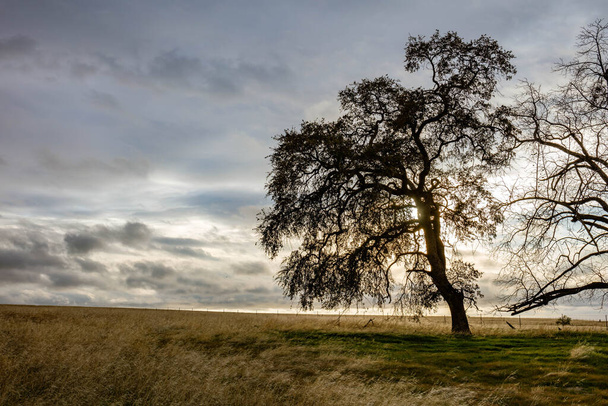 Beautiful landscape of trees and windy blown grass on a gloomy day in Oroville, California - Fotografie, Obrázek