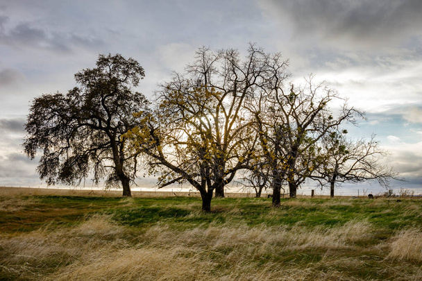 Beautiful landscape of trees and windy blown grass on a gloomy day in Oroville, California - Φωτογραφία, εικόνα