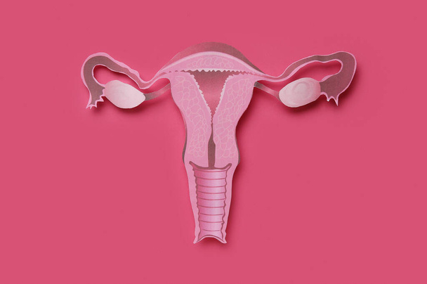 Paper uterus on pink background - Φωτογραφία, εικόνα