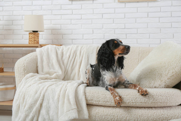Lindo cocker spaniel acostado en un sofá blanco en la sala de estar - Foto, Imagen