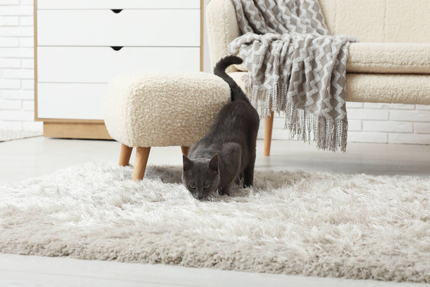 Mignon chat britannique sur le tapis dans le salon à la maison - Photo, image