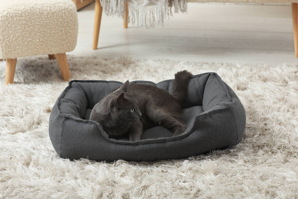 Lindo gato británico acostado en cama de mascotas en casa - Foto, imagen