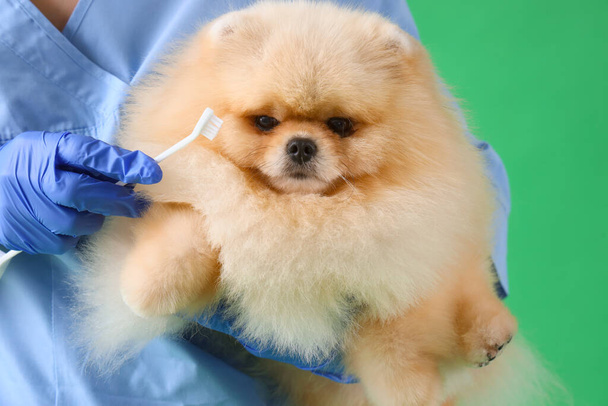 Veterinární lékař kartáčování Pomeranian pes zuby na zeleném pozadí - Fotografie, Obrázek