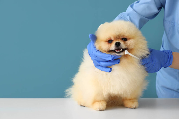 Veterinarian brushing Pomeranian dog's teeth on blue background - Фото, изображение