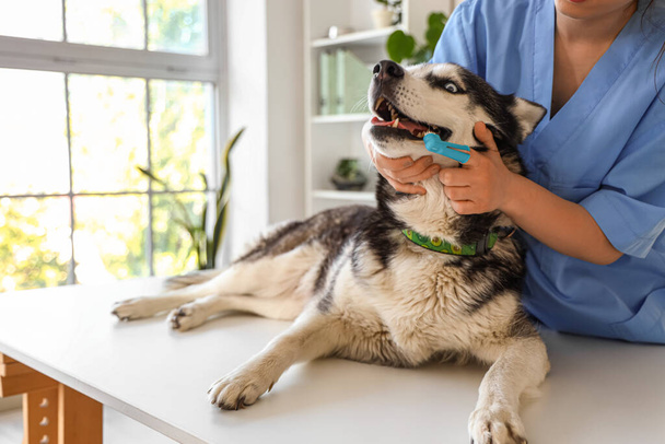 Veterinario cepillado dientes de perro Husky siberiano durante el procedimiento de higiene dental en la clínica - Foto, imagen