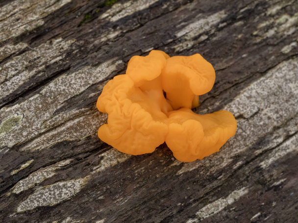 Beautiful orange jelly fungus (Dacrymyces chrysospermus) growing on the decaying wood of a dead conifer tree trunk - Photo, Image