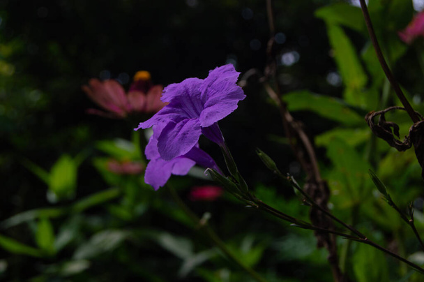 primer plano de una flor de Kencana púrpura en flor - Foto, imagen