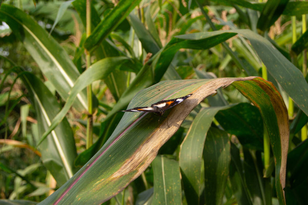 záběr na motýla na kukuřičných listech - Fotografie, Obrázek