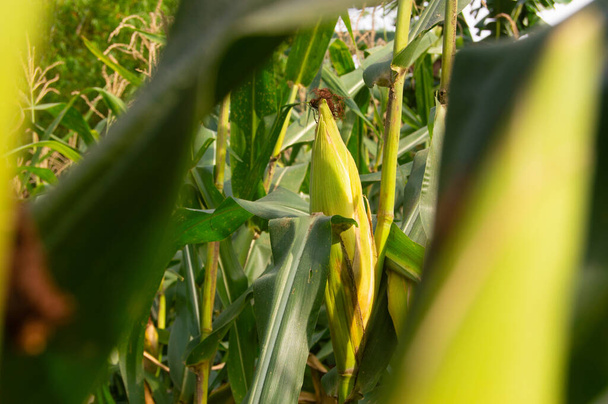 shot on old corn ready to harvest in the garden - Foto, Imagem