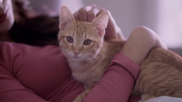 Genç Asyalı bir kadın, sevimli kediciği kucağında tutuyor. Kollarında mutlu duygular, sevimli evcil hayvan konsepti. Yüksek kalite 4k görüntü - Video, Çekim