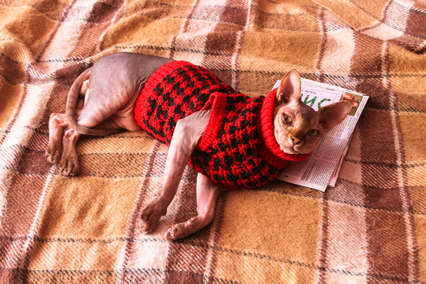 Kanadai Szfinx macska piros kötött pulóver, pulóver fekszik egy barna kockás. Imádnivaló macskák otthon. Gyönyörű meztelen szfinx cica pózol egy kanapén homy légkörben. Világ Macska Halál. Macskatéma. - Fotó, kép