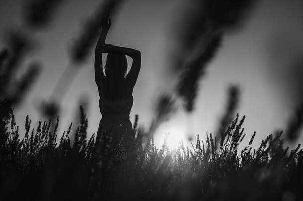 黒と白の写真。 白い夏の服を着た若い女の子の肖像画は,後ろから見てラベンダー畑を歩いています. ウクライナのリヴィウ近くのラベンダー畑. サンセット。 選択的なフォーカス - 写真・画像