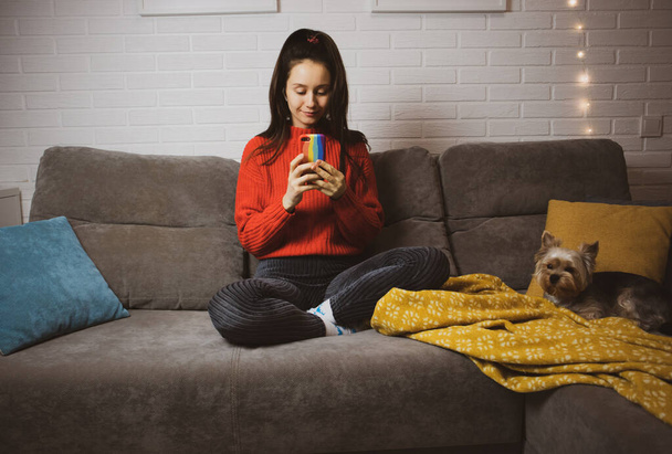 Młoda brunetka w czerwonym swetrze siedzi na kanapie za pomocą smartfona gadżet do surfingu online, na czacie. Ładna dziewczyna z psim pieskiem, pieskiem, zwierzątkiem terier Yorkshire. Przytulny dom. Wystrój noworoczny - Zdjęcie, obraz