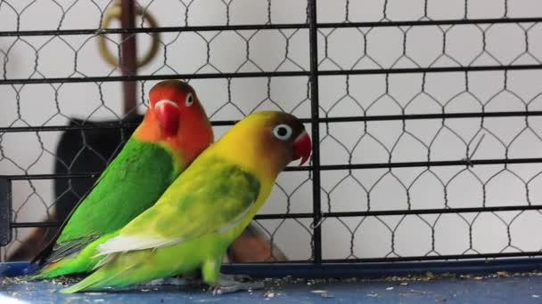 Fischers lovebirds agapornis fischeri in a cage with its mate. Yellow green little birds together. Nerosier Agapornis parrots in zoo. Avian family. - Footage, Video