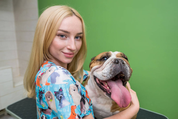 english bulldog and woman are happy. English bulldog and groomer in a dog salon. Portrait photo. - Photo, Image