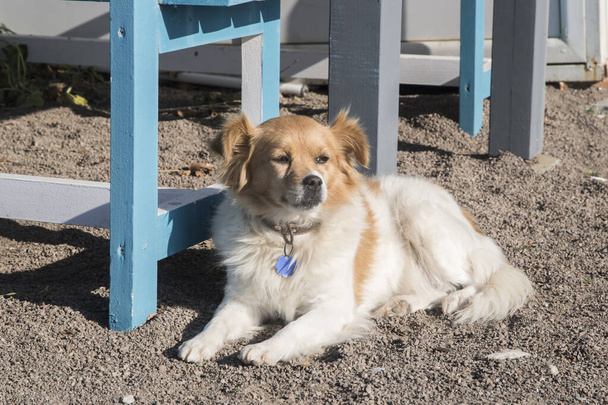 Очаровательная собака-дворняжка крупным планом на пляже - Фото, изображение