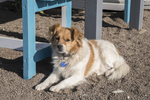 Очаровательная собака-дворняжка крупным планом на пляже - Фото, изображение