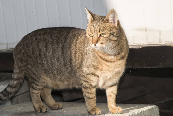 Rua fêmea tabby gato closeup em luz ensolarada - Foto, Imagem
