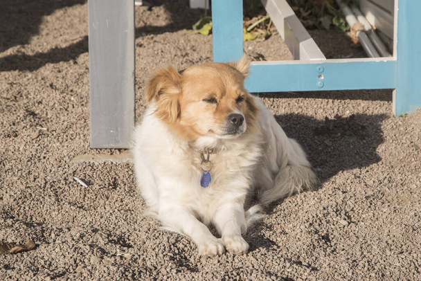 Adorable female mongrel dog closeup on beach sand - Photo, Image
