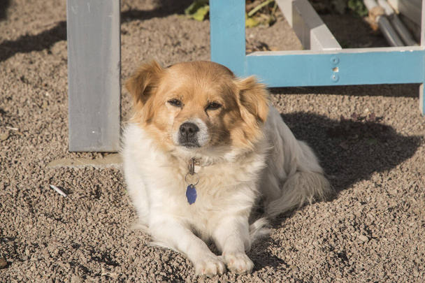 Suloinen naaras rakki koira lähikuva rannalla hiekka - Valokuva, kuva