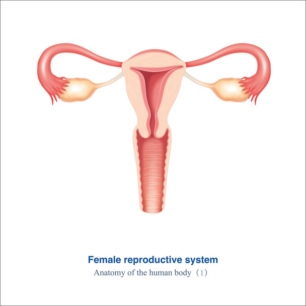 Atlas of Human Anatomy - Female Reproductive System, unlabeled version. The picture shows the vagina, uterus, ovaries, and fallopian tubes. - 写真・画像