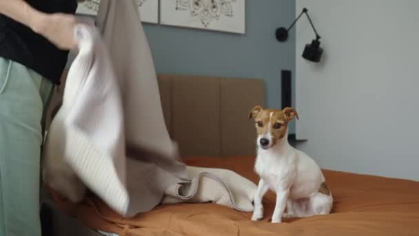 Perro sentado en una manta mientras la mujer hace la cama. Mascota impide hacer tareas domésticas. Vivir con perro - Metraje, vídeo