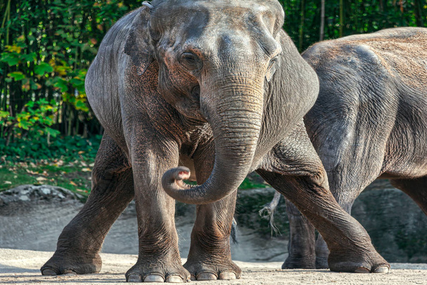 Muotokuva hauska norsu seisoo jalat levinnyt - Valokuva, kuva