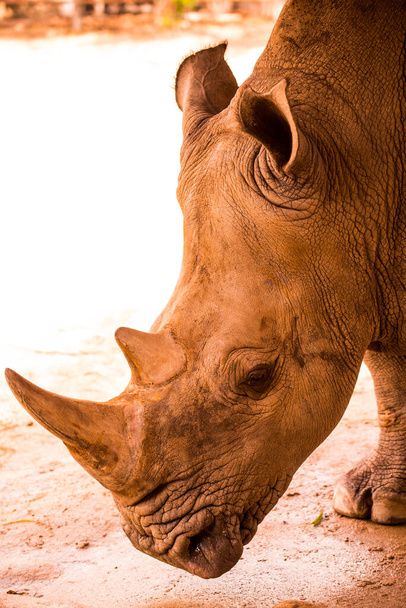 Zdjęcie głowy nosorożca, Tajlandia - Zdjęcie, obraz