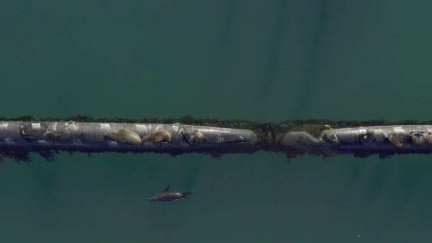 Grupa fok, dron powietrzny i zwierzęta w morzu przy wodzie w pobliżu doku z siedliskiem w porcie. Ocean, plaża i dzika przyroda w przyrodzie z życia morskiego na zewnątrz w Miami na rurociągu gotowy do pływania. - Materiał filmowy, wideo