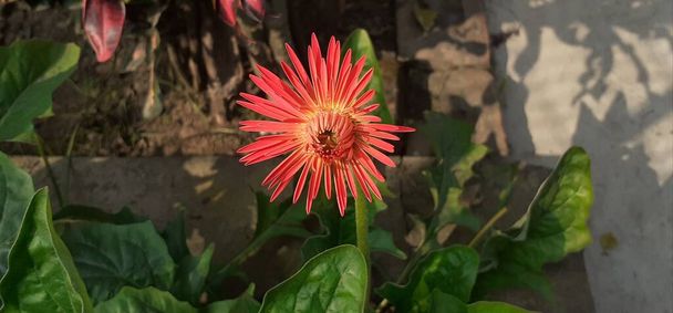 Barberton Daisy or Gerbera Jamesonii is a Asteraceae family flowering plant. Native place of this plant is South Africa. It's also known Transvaal Daisy,Barbartonse Madeliefie and Rooigousblom. - 写真・画像