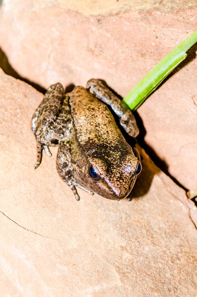 Dark-sided Frog or Rana nigrovittata on the stone, Thailand - Foto, afbeelding