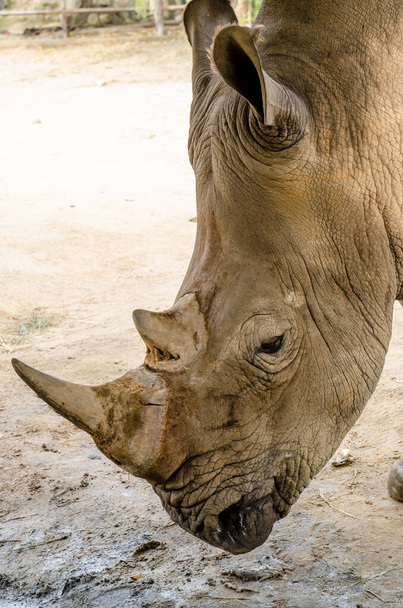 Volto di rinoceronte bianco, Thailandia - Foto, immagini