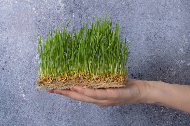 Dişi elinde filizlenmiş mikroyeşil buğday. Sağlıklı süper gıda ev büyümesi. - Fotoğraf, Görsel