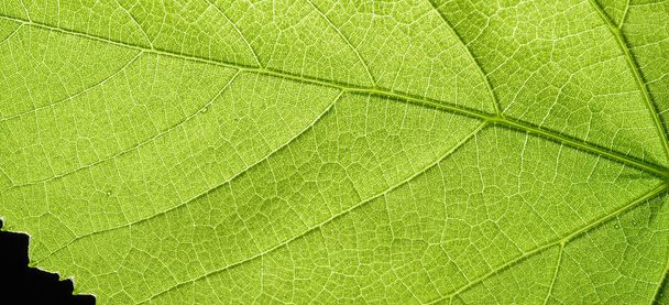 Panoramic background of natural texture of a green leaf of a plant. - Photo, Image
