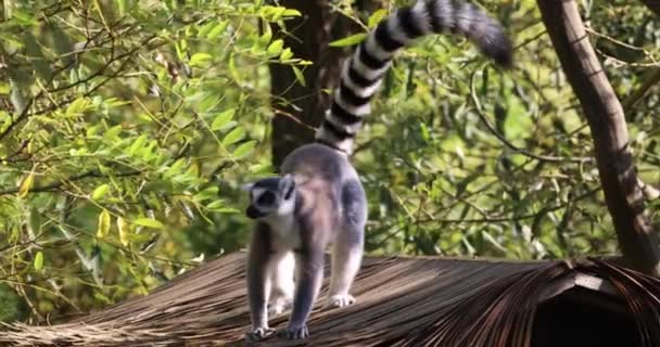 El lémur de cola anillada (Lemur catta). - Imágenes, Vídeo