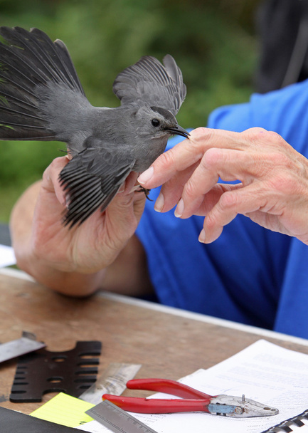Catbird Being Banded - Photo, Image