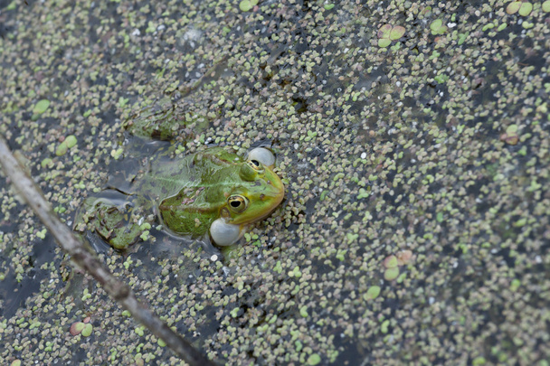 Quake Frog - Photo, Image