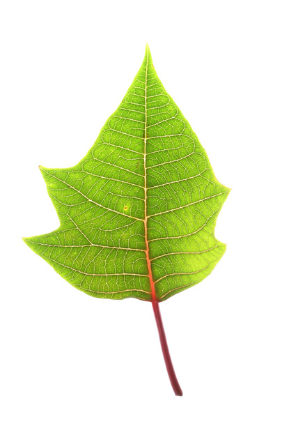 folha verde de poinsettia árvore de natal isolada
 - Foto, Imagem