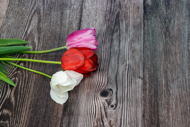 Цветок весеннего тюльпана
 - Фото, изображение
