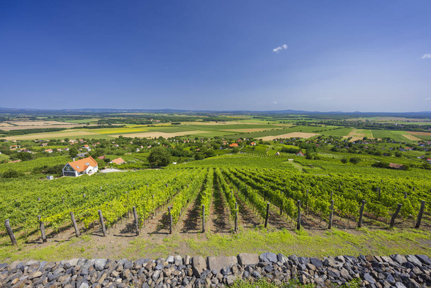 vinice v Somlo (Somlyo) kopci, Veszprem kraj, Maďarsko - Fotografie, Obrázek