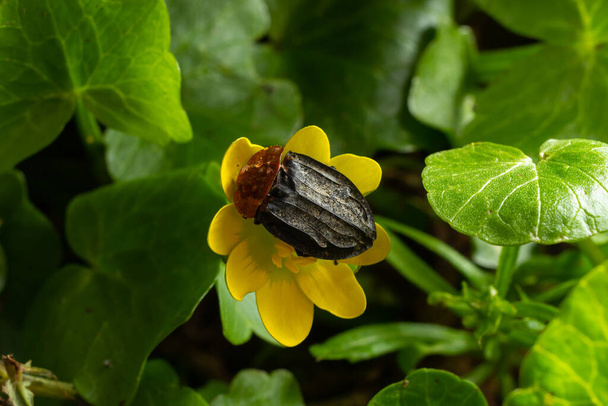a carrion beetle - Oiceoptoma thoracica sits on a yellow flower in early spring in the forest. - Photo, Image