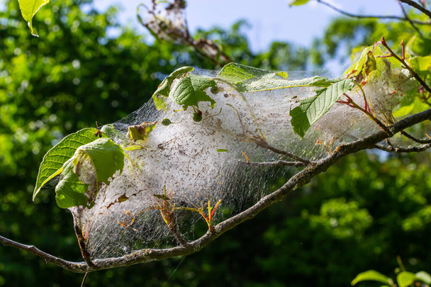 Skupina larvy ptačí třešňové hermelíny Yponomeuta evonymella žák v těsné komunální, bílá pavučina na kmeni stromu a větve mezi zelenými listy v létě. - Fotografie, Obrázek