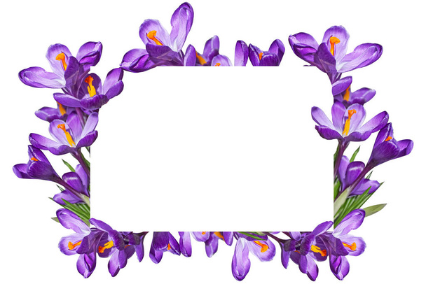 紫色のクロッカスと白い紙と花のフレーム。白い背景に紫色のクロッカスのフレーム. - 写真・画像