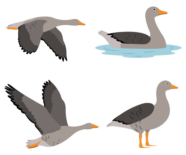 Set of beautiful gray geese birds in cartoon style. Vector illustration of gray geese in different poses: flying, standing, swimming in the river isolated on a white background. - Vector, Image