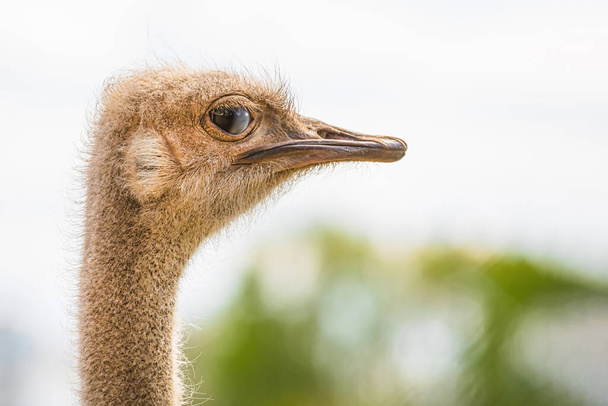Vista lateral da avestruz com pescoço longo e bico olhando para o fundo verde à luz do dia - Foto, Imagem