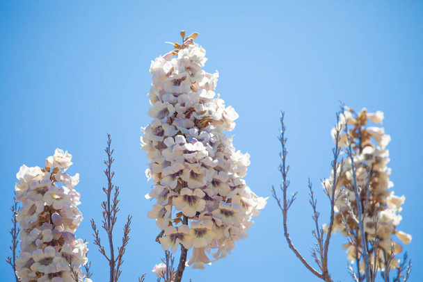 На фоне голубого неба в солнечный день цветут желтовато-розовые гроздья надувных цветов. избирательный фокус. белый цветочный фон. Мадагаскар - Фото, изображение