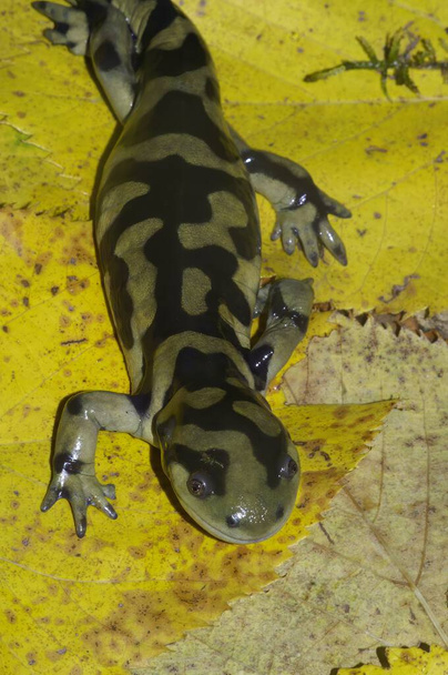 Detailed natural vertical closeup of the Barred tiger salamander , Ambystoma mavortium on yellow fallen leaves - Photo, Image