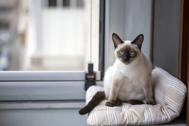 Симпатичный котенок сиамской кошки в помещении - Фото, изображение