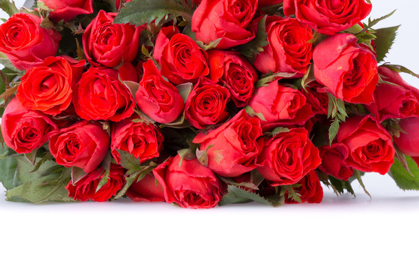 Червона квітка троянди на білому тлі
 - Фото, зображення